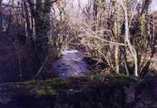 The creek